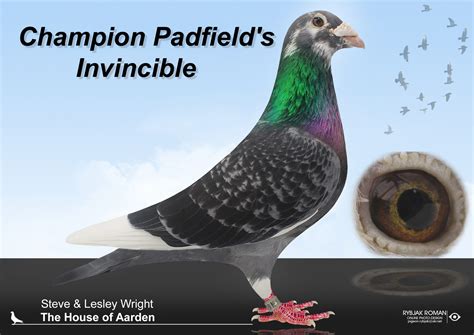 The House of Aarden U.S.A. – Jan Aarden based pigeons U.S.A. Padfield.